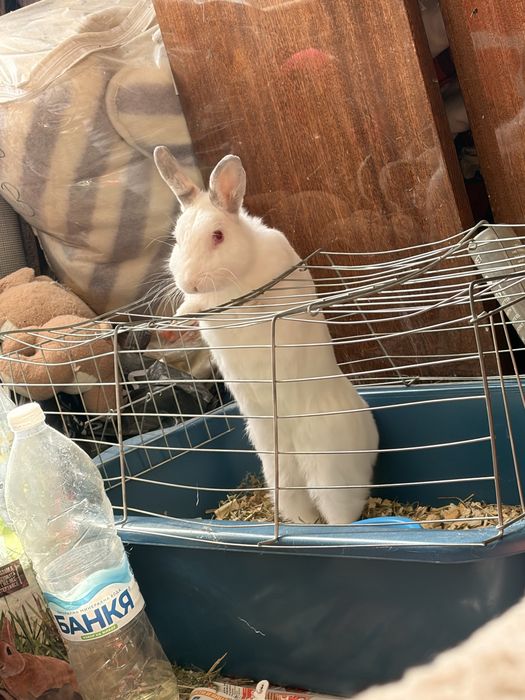Дебел глиган на име дани