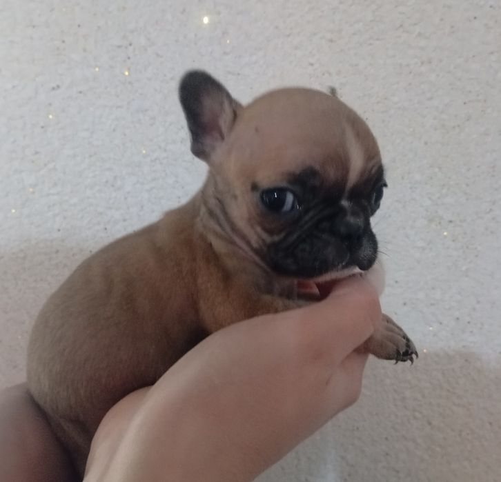 Французский бульдог.