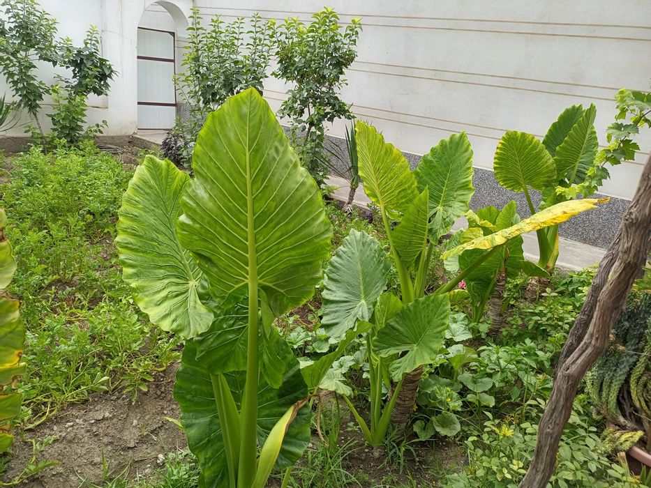 Yirik Alocasia ("Fil qulog'i") O'simliklari