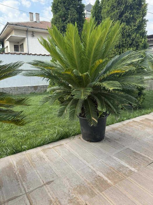 Палми цикас на 25 години