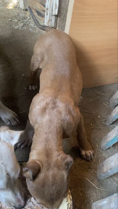 Американски пидбул күшік