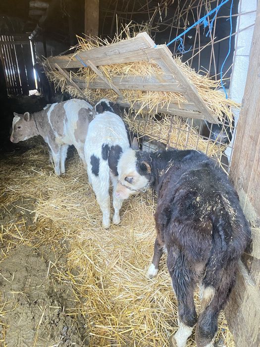 Vand vitei detalii la telefon