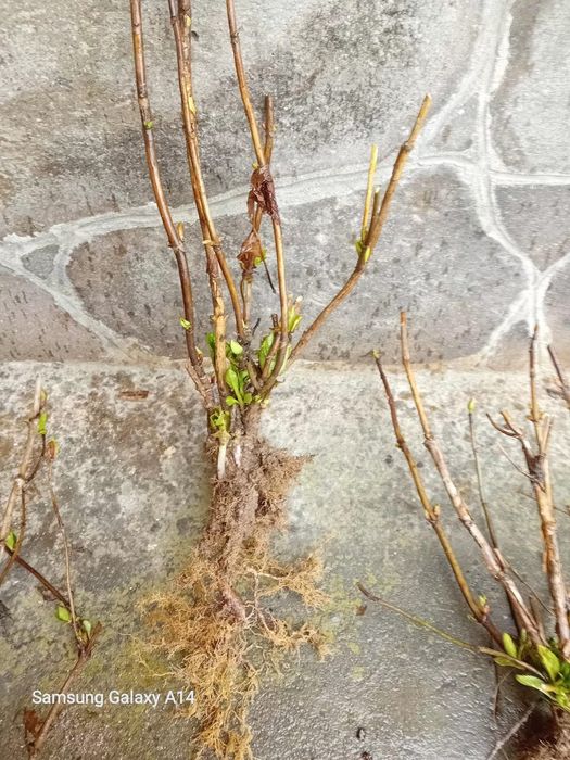 Хортензия  Розова