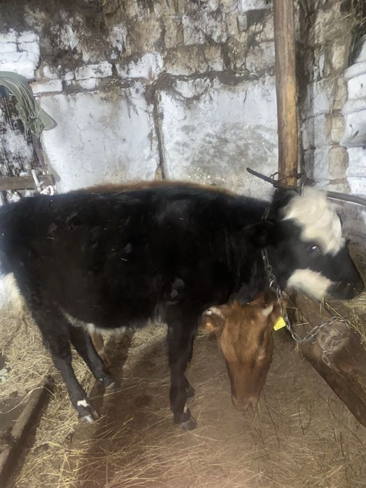 Теленок Телочка 1 год