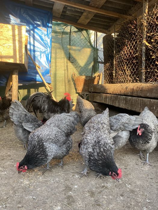 Oua de Australorp incubat