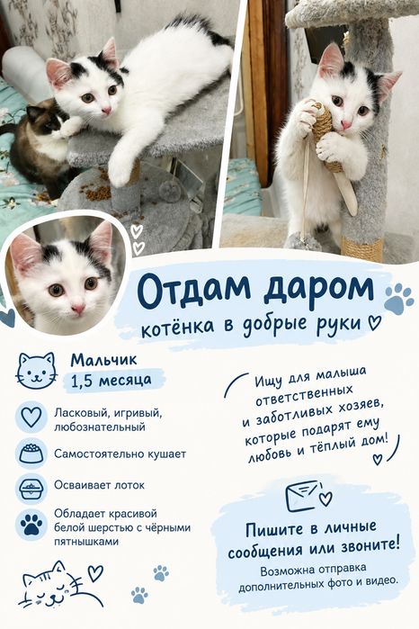 Отдам даром котенка