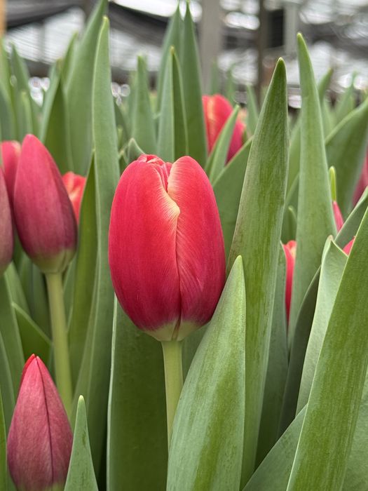 тюльпаны оптом алматы