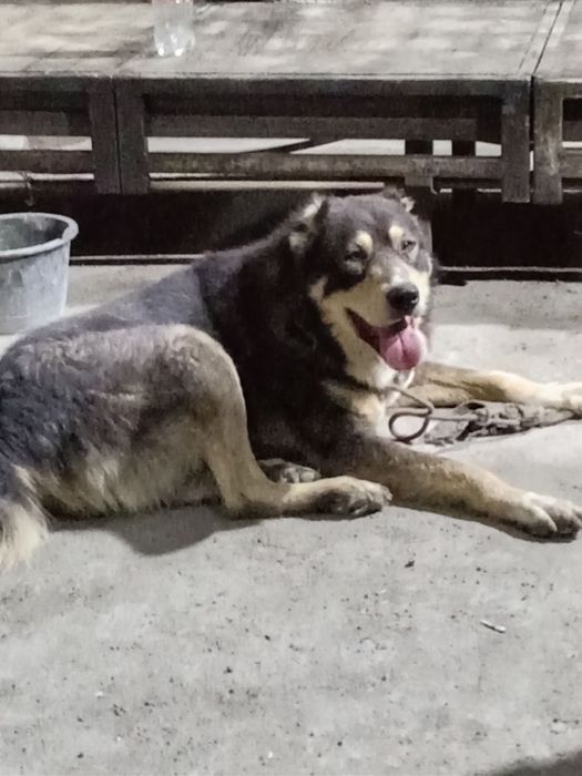 Alabay 1 Yarm yow 200$