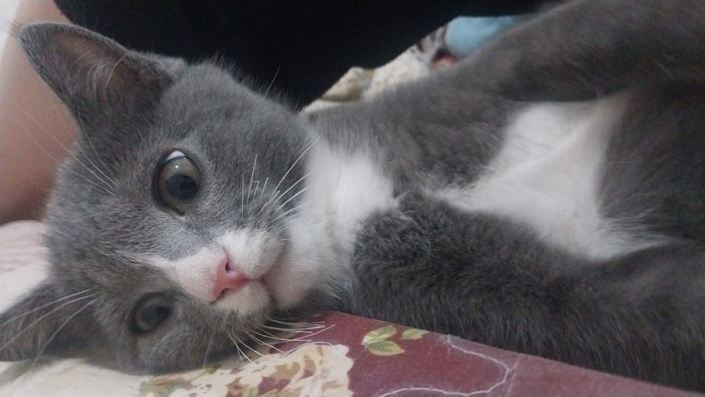 Кот мальчик пордисти