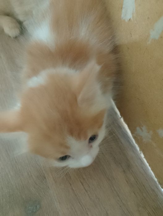 Отдам котят бесплатно