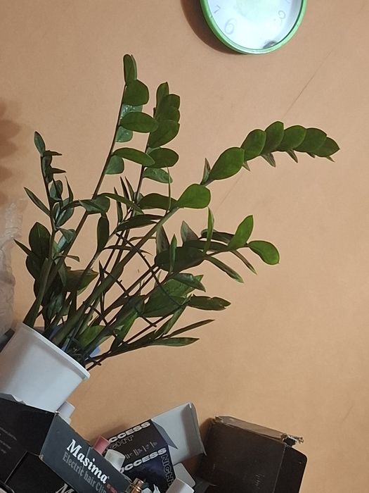 Продам доллоровое дерево