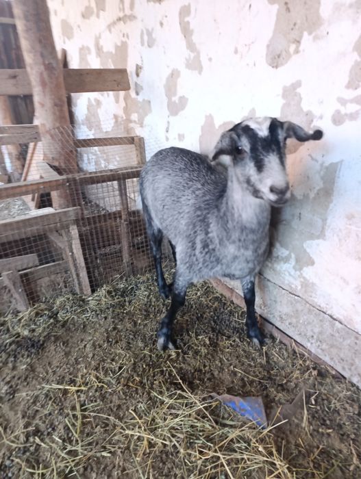 Токал ешкы, продам козу