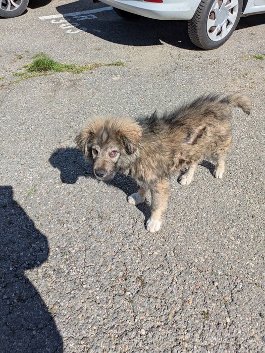 Donez catel talie medie-mare