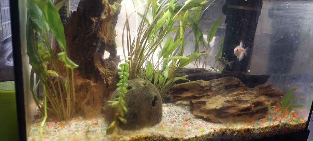 Acvariu autociclabil