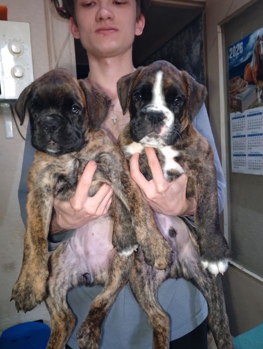 Продаются щенки немецкого боксёра