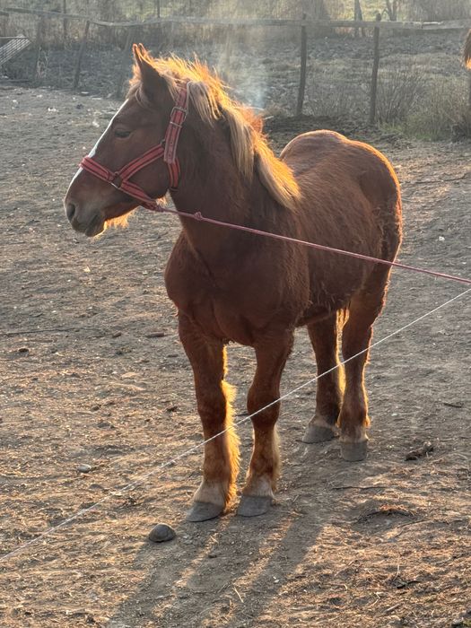 Vând mânji armăsari