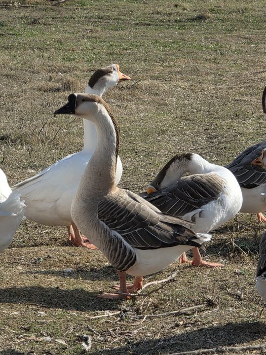 Гоз Гозлар сотилади    1