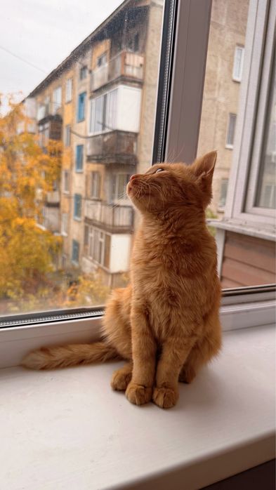 Котёнок, 1 год, мальчик, бесплатно