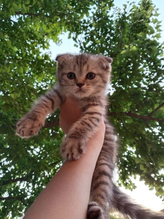 Скотч Фолд - Страйт