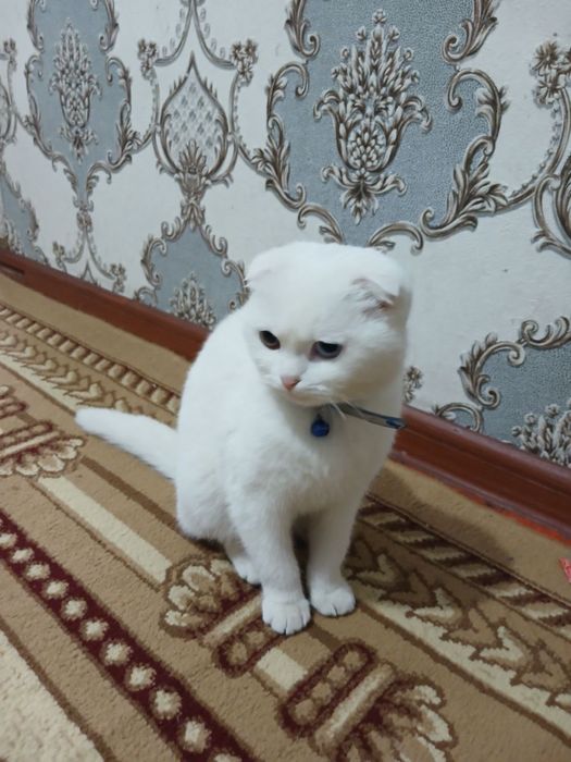 Scottish Fold oq rang