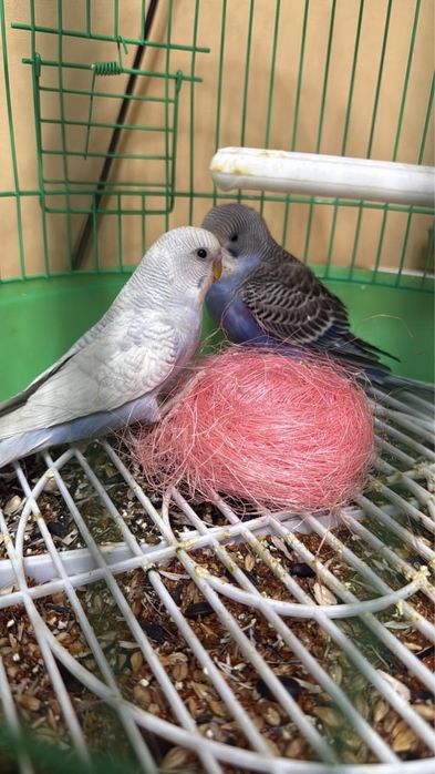 Волнистые попугаи продам срочно