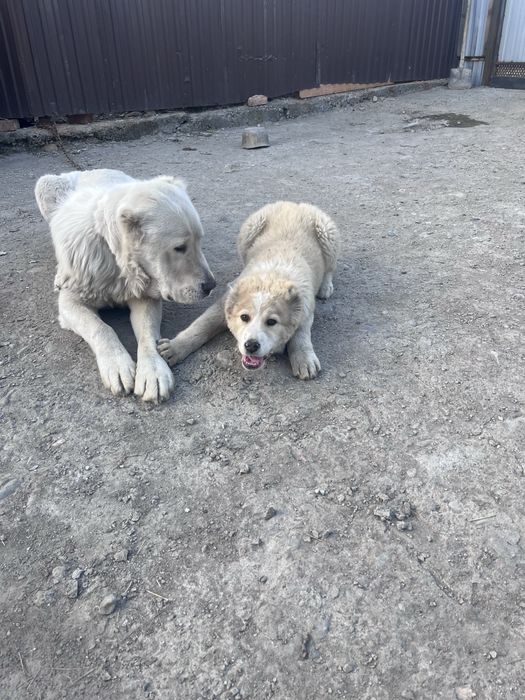 Продаются щенки САО