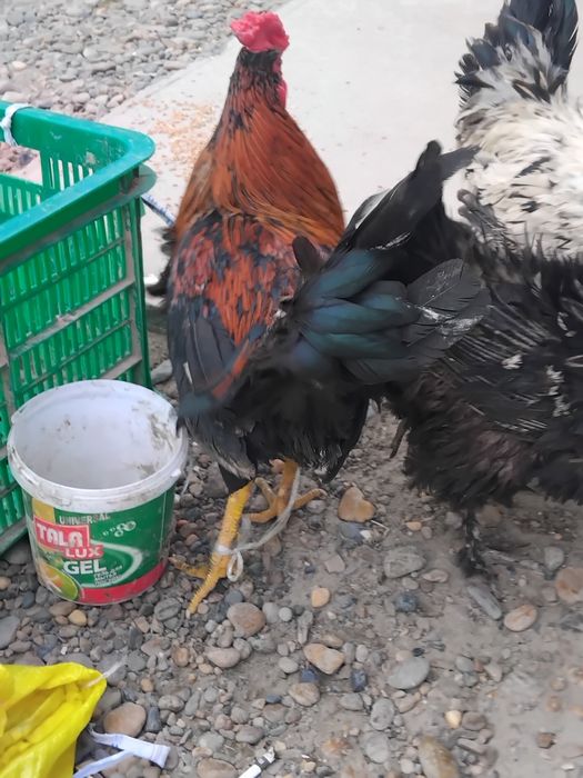 xuruschalar sotiladi