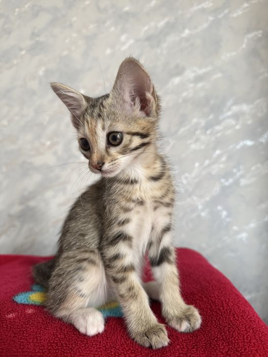 Мушукчалар Термизда