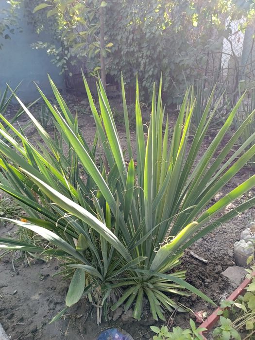 Продаются цветы Юки.