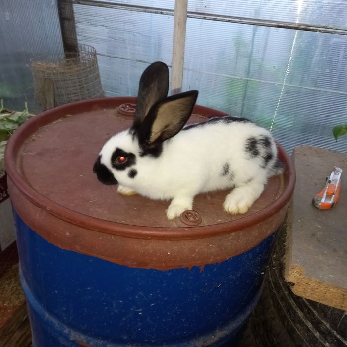 Vând iepurași fluture german diferite vârste