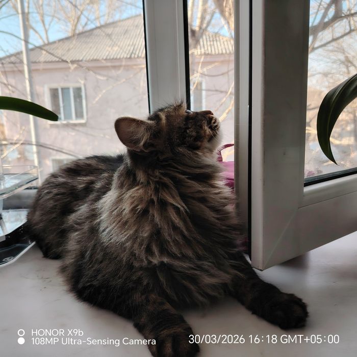 Отдам стерильную кошку