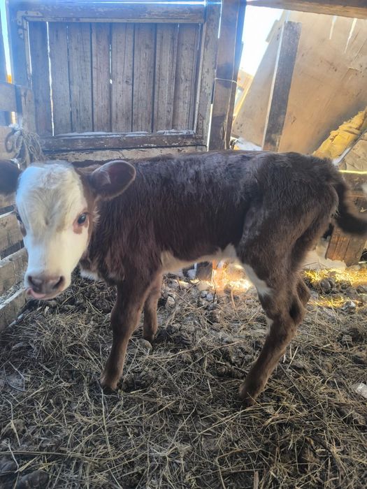 Продам телят 2 недели