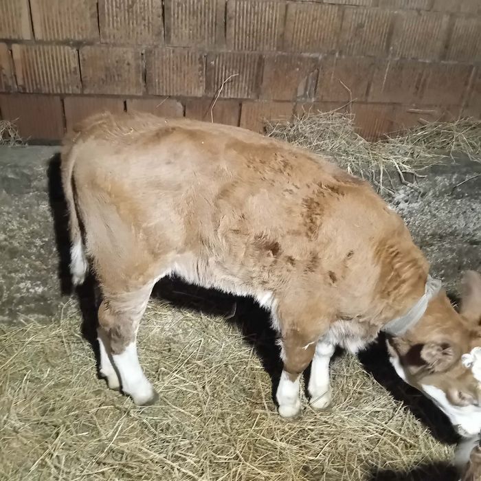 Vând vita de 5 săptămâni