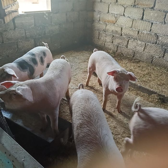 Продам поросят 3,5 месяца