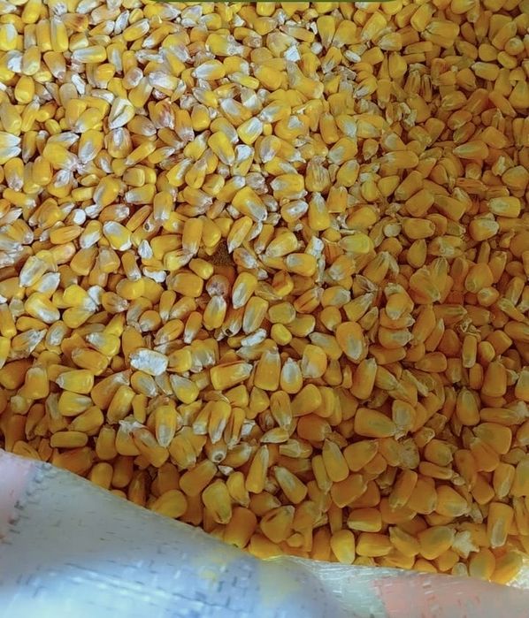 Кормовые добавки - кукуруза/жүгері, ракушка , горох , кальций , жмых