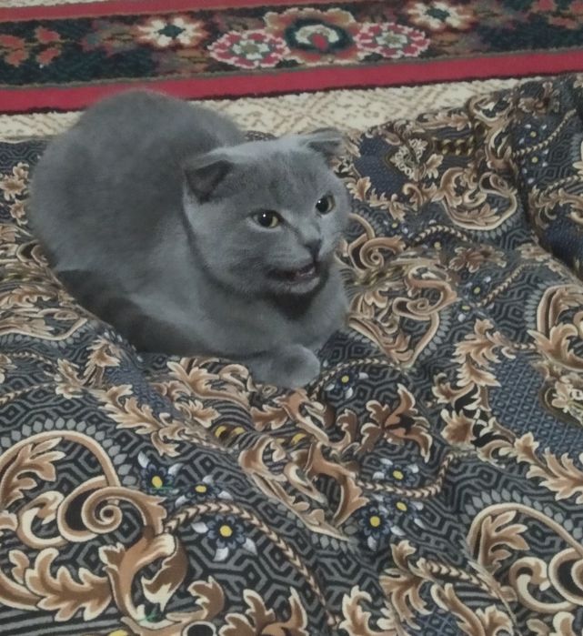 Skotish fold nasli toza slishkim ozoda va kurinni felix yeydi holos!!!