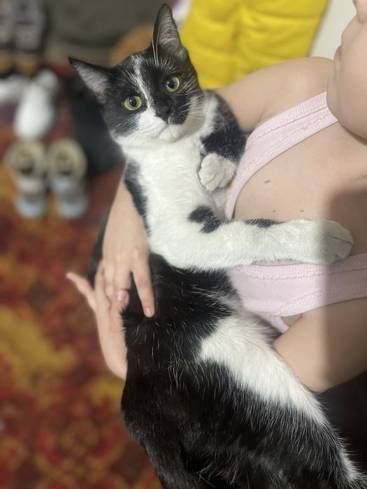 Отдам котенка в добрые руки