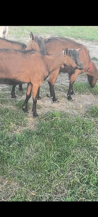 14 capre 1 țap și 7 iezi