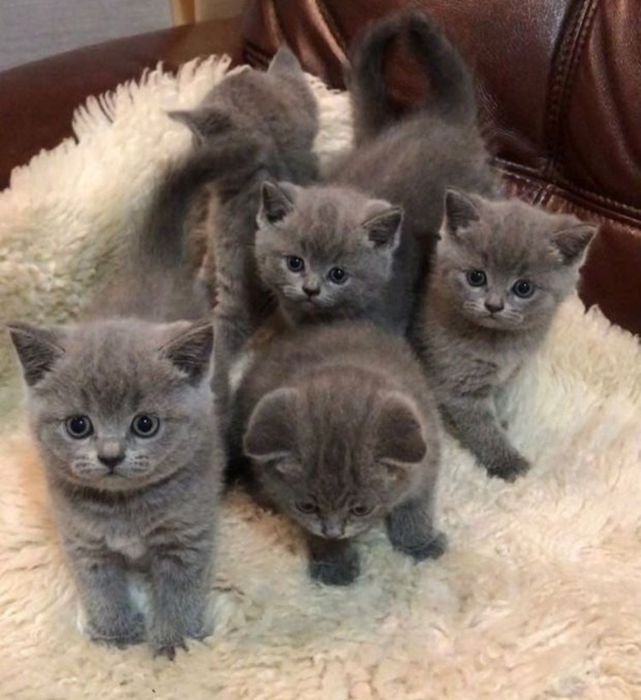 Шикарные британские котята, ждут свою семью, весдоухие по 50 тыс и пря
