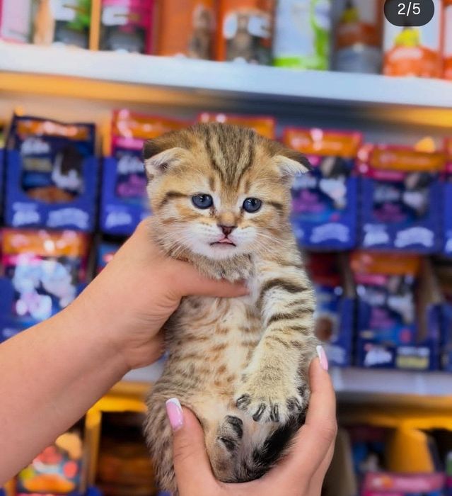 Котёнок Девочка скоттиш фолд шиншилла