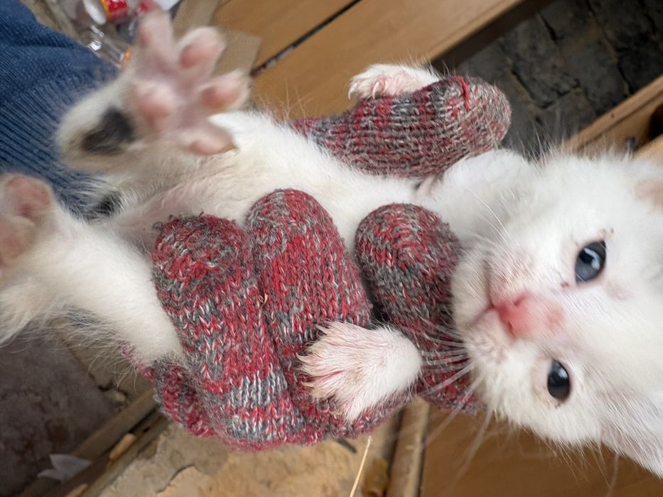 Отдам даром Котенок