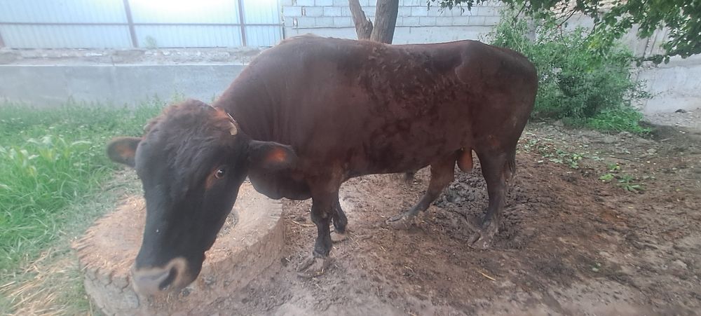 Пародный кал шох зотлардан