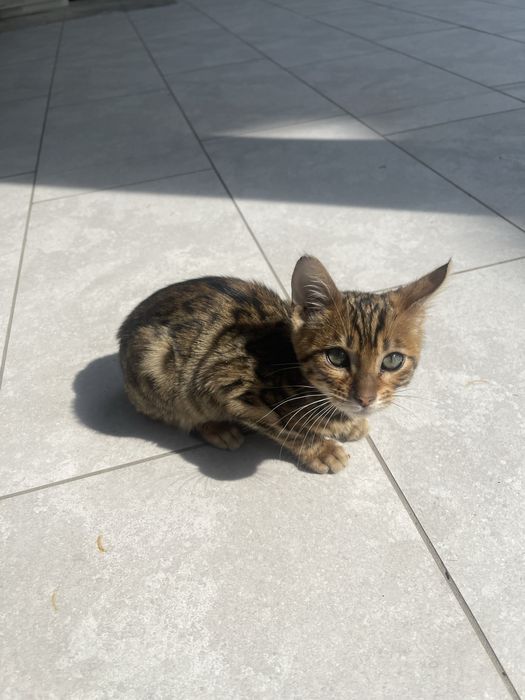 Бенгальский котенок