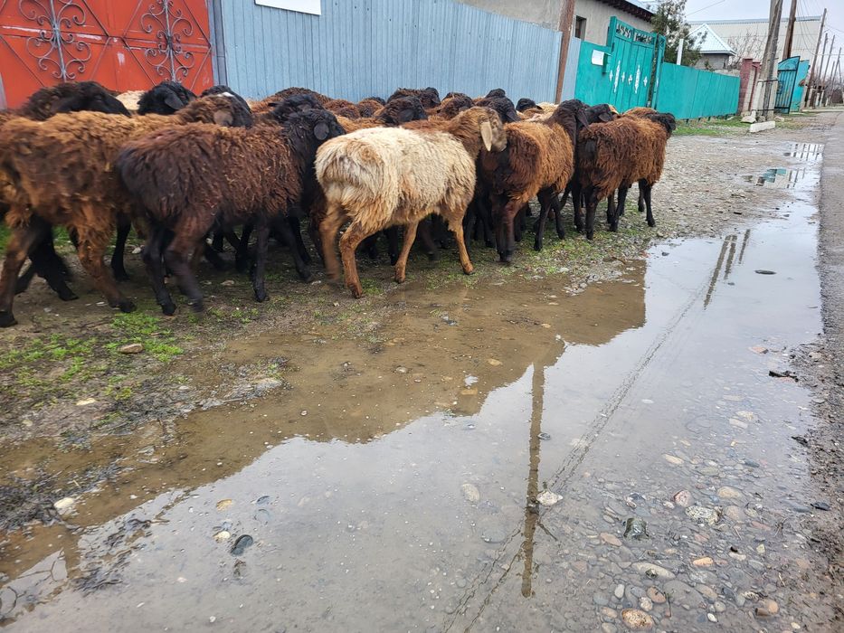 Қошқар,қошқарлар,Бараны