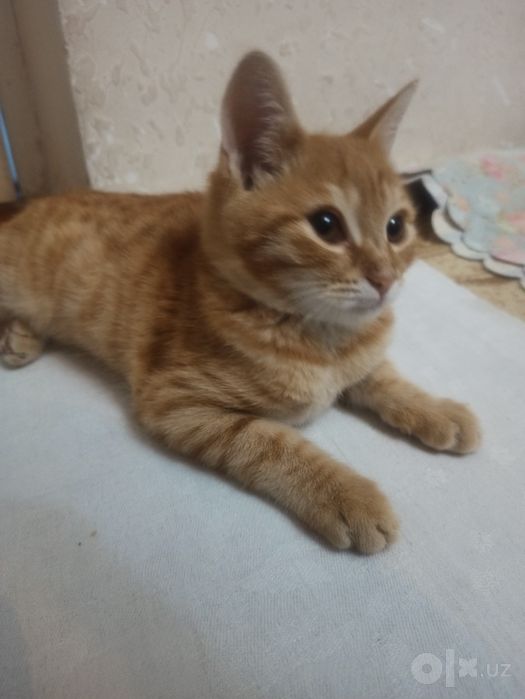 Мальчик и девочка котята