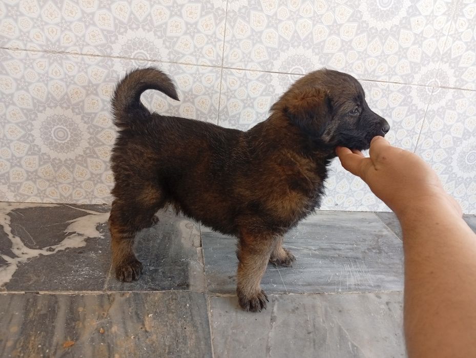 Avcharka  sotiladi