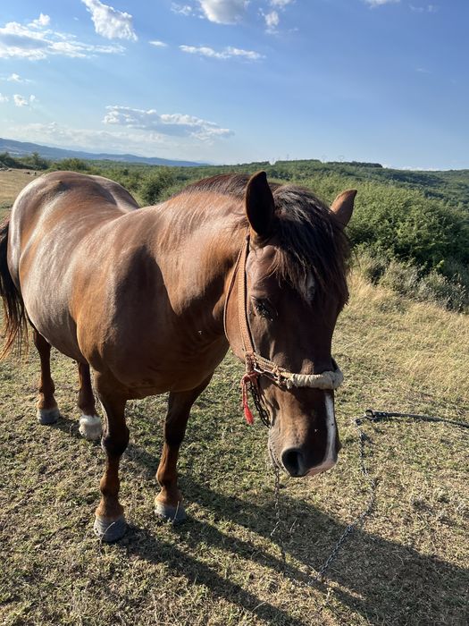De vânzare iapă semigrea, 5 ani