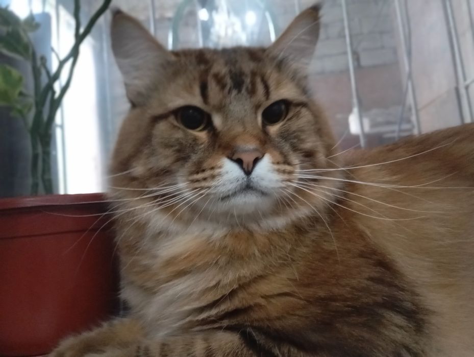 Передержка кошек.Содержание в домашних условиях .Фото и видео отчёты .