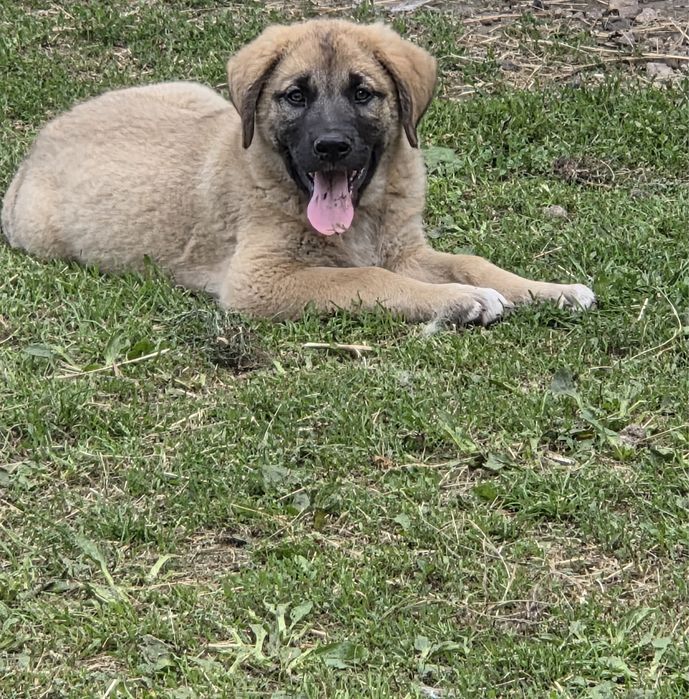 Căței (femele) Golden Retriever x Ciobănesc Caucazian