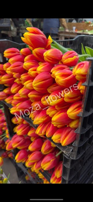 Тюльпаны Белорусские премиум